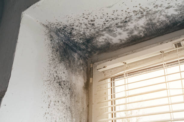 Affordable Commercial Mold Remediation solutions in Goldvein, VA